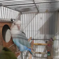 طوطی برزیلی|پرنده|برازجان, |دیوار