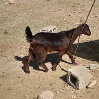 کهره