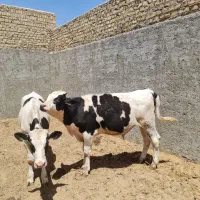 گوساله نر وماده