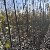 انواع نهال صنوبر یکساله ودوساله در نهالستان غرب|خدمات باغبانی و درختکاری|بانه, |دیوار