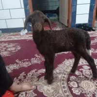 فروش بره ماده