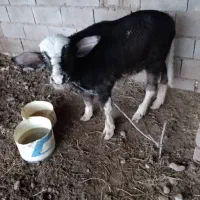 شوشتر شعیبیه|حیوانات مزرعه|شوشتر, |دیوار