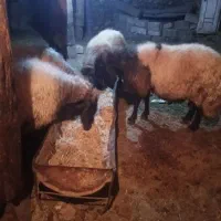 چهارراس قوچ قصابی وگوشتی|حیوانات مزرعه|سیلوانه, |دیوار