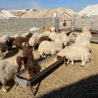 بره سفید صادراتی