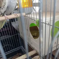 یک جفت عروس هلندی با لوازم|پرنده|پاکدشت, شهرک امام رضا|دیوار