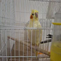 عروس هلندی|پرنده|دماوند, مسکن مهر گیلاوند|دیوار