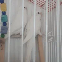 عروس هلندی آلبینو