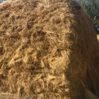 گیاه  مخصوص گاو  گوسفند|لوازم جانبی حیوانات|صومای برادوست, |دیوار