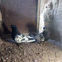 کفتر سینه|پرنده|سرایان, |دیوار