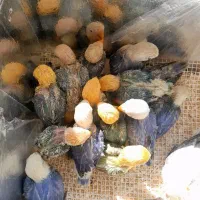 طوطی برزیلی