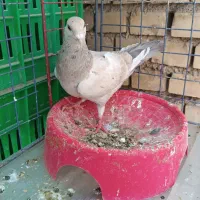 کبوتر|پرنده|خرمشهر, |دیوار