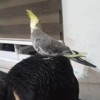 طوطی عروس هلندی|پرنده|کیاشهر, |دیوار