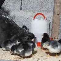 جوجه گلین خروس گلین|حیوانات مزرعه|رشت, بوسار|دیوار