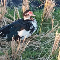 اردک خارجی . تخم قره قا. وول.خروس برهما|حیوانات مزرعه|قائمشهر, |دیوار