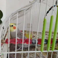 عروس هلندی جفت آماده تخم گذاری|پرنده|نورآباد, |دیوار