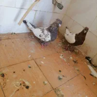 کبوتر سینه