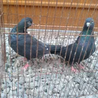 ی جفت کبوتر زاغ قیمت ۷۰۰|پرنده|بابل, |دیوار