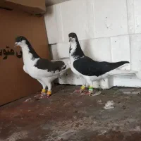 کبوتر زیل سیاها۱۵۰۰ بقیه ۶تا دونه ای ۳۰۰|پرنده|قزوین, |دیوار