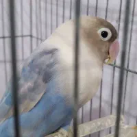 طوطی برزیلی ماده