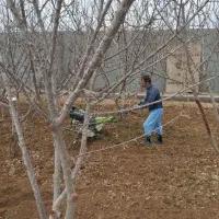 هرس درختان و باغبانی و تیلر زنی باغات و سم پاشی