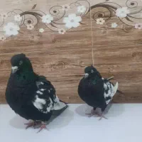 کبوتر سینه سیاه|پرنده|شیراز, حومه شیراز|دیوار