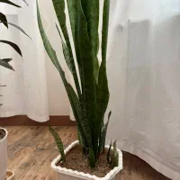 گل شمشیری|گل و گیاه طبیعی|بوکان, |دیوار