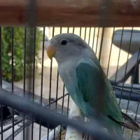 طوطی برزیلی جفت|پرنده|ری, فیروزآبادی|دیوار