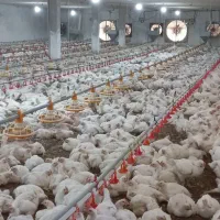 کارگر مرغداری