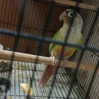 جفت گرینچیک کارداده و ماده آماده|پرنده|بردسکن, |دیوار