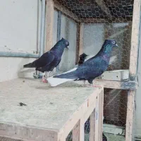 دم سفید کلاغ زرد سینه سرخ|پرنده|مشهد, کوشش|دیوار