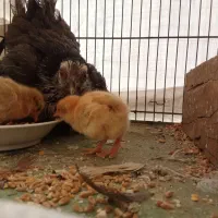 مرغ خروس مینیاتوری کرچ با جوجه|حیوانات مزرعه|قم, شهرک توانیر|دیوار