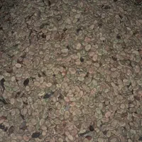 باقلا|خوردنی و آشامیدنی|نوکنده, |دیوار