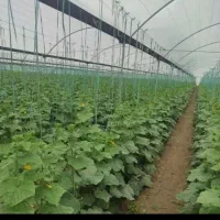 نیم هکتار زمین کشاورزی اجازه داد می‌شود