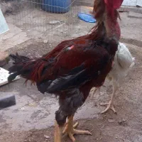 مرغ و خروس لاری|حیوانات مزرعه|رباطکریم, رباطکریم|دیوار