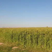 با سلام نیم هکتار جارو|فروش دفتر صنعتی، کشاورزی، تجاری|اندیمشک, |دیوار