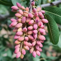 نهال بادام با مغز درشت، فروش عـالی و سود تضمینی|خدمات باغبانی و درختکاری|اردبیل, |دیوار