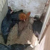 جوجه لاری و محلی بلدرچین