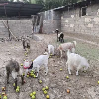 گوسفند.بره.بز.کهره