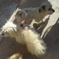 فوری شناسنامه دار، مناسب