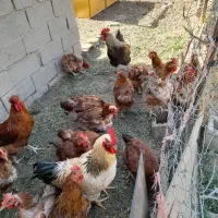 فروش مرغ تخم گذار|حیوانات مزرعه|نقده, |دیوار