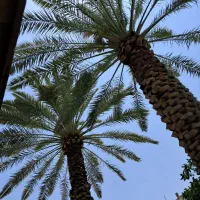 هرس نخل|گل و گیاه طبیعی|شیراز, شهرک مدرس|دیوار
