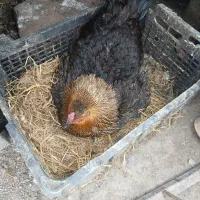 فروش مرغ کرچ