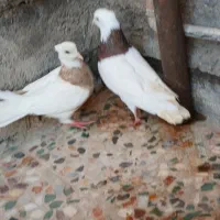 کبوترطوقی نروماده