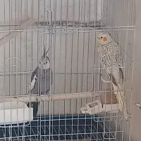 عروس هلندی مولد|پرنده|آبیک, |دیوار