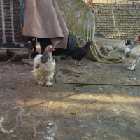 مرغ وخروس برهما مرندی لاری|حیوانات مزرعه|مشهد, نیزه|دیوار