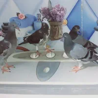 پرنده کفتر کبوتر