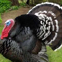 بوقلمون نر محلی