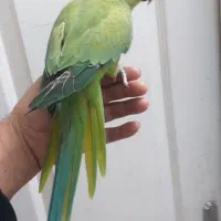 طوطی ملنگو ماده|پرنده|نیشابور, بنیاد شهید|دیوار