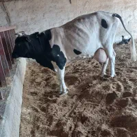 گاو خارجی با گوساله|حیوانات مزرعه|زابل, |دیوار