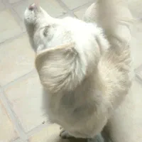 سگ بازیگوش اپارتمانی کم صدا|سگ|کاشان, یزدآباد|دیوار